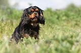 CAVALIER KING CHARLES 168